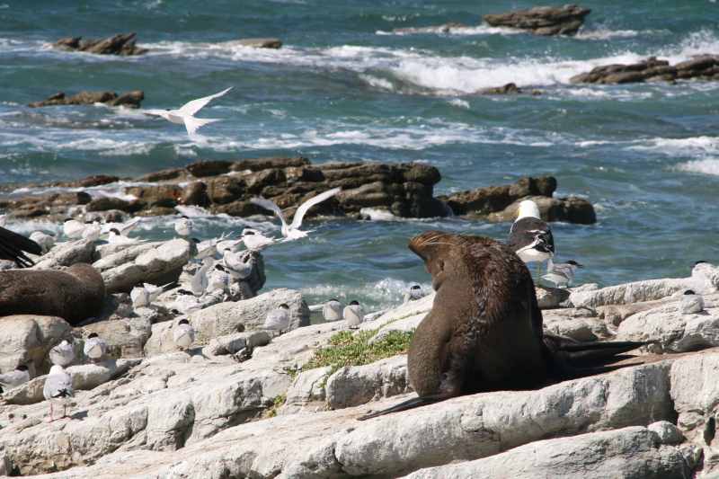 Nieuw-Zeeland 2011 - 1103